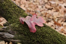 Red Oak Leaf on Moss