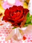 Red Rose In A Vase