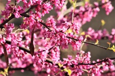Redbud Tree blooms närbild