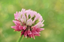 Pink Clover Blossom Flower