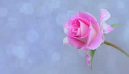 Rosa flor flor día de san valentín