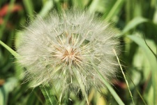 Salsify Seed Head Close-up