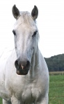 Equitación caballo blanco