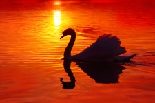 白鳥の夕日の赤い水