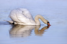 Лебедь вода отражение озеро природа