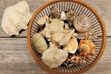 Seashells In Basket Top View