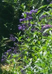 Arbust cu flori purpurii