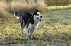 Siberische Husky hond huisdier