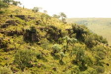 Side of vegetation covered hill