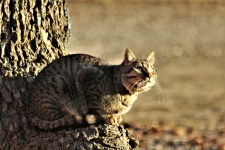 Silver Tabby Cat Watching Birds