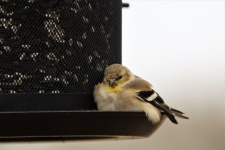 Sleepy Goldfinch Bird On Feeder