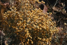 Small bush with dry flowers