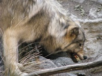 Vérző farkas