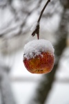 Cobertas de neve em uma maçã