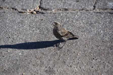 Song Sparrow pe Asphalt