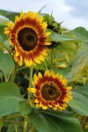 Sunflower blossom wildflower plant