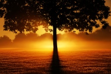 日の出の木のシルエットの自然