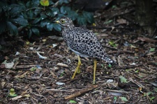 Spotted Thick Knee Bird Standing