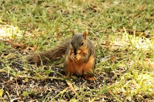 Eichhörnchen, das Samen im Gras isst