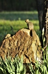 Squirrel on Rock at Sunset
