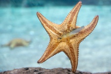 Alimentação de estrela do mar