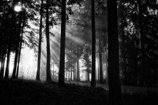 солнечные лучи в лесу