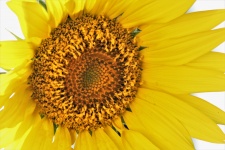 Sunflower Close-up On White