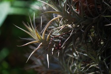 Sunlight on spiky epiphyte plant