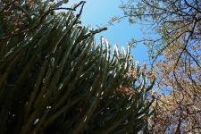 Sluneční světlo na vysoký kaktus euforie