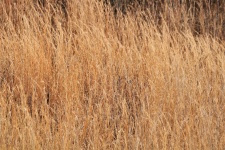 Tall Gold Prairie Grass Background
