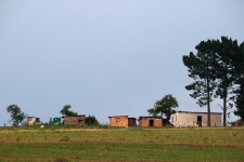 Tall Trees Over Rural Housing