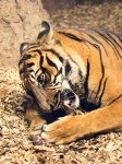 Tigre comiendo