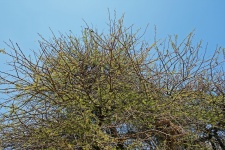 Parte superior del árbol de acacia