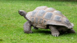 Tortoise walking