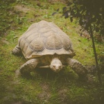 Chodzenie żółwia