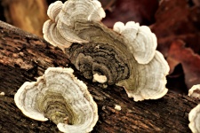Turkey Tail Bracket Fungus Close-up