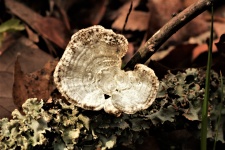 Turkey Tail Fungus And Lichens