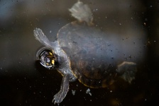 Sköldpadda andas in vatten