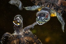 Turtles in water