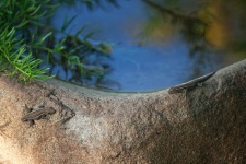 Two little lizards on a stone