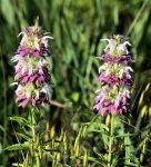 Dva květy fialové Horsemint Wildflowers