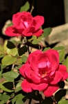Two Red Roses on Rose Bush