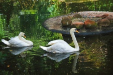 Two white swans on a pond