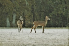 Two White-tail Deer in Frosty Grass