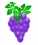 Lekkere paarse druif