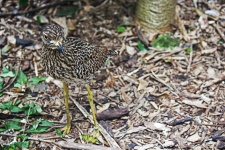 View Of Spotted Thick Knee Bird