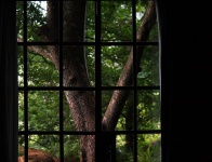 View Of Tree Outside A Window