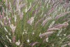View of white seed plumes