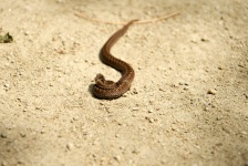 Viper kriecht auf dem Sand