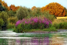 Vattenväxter sjön naturlandskap